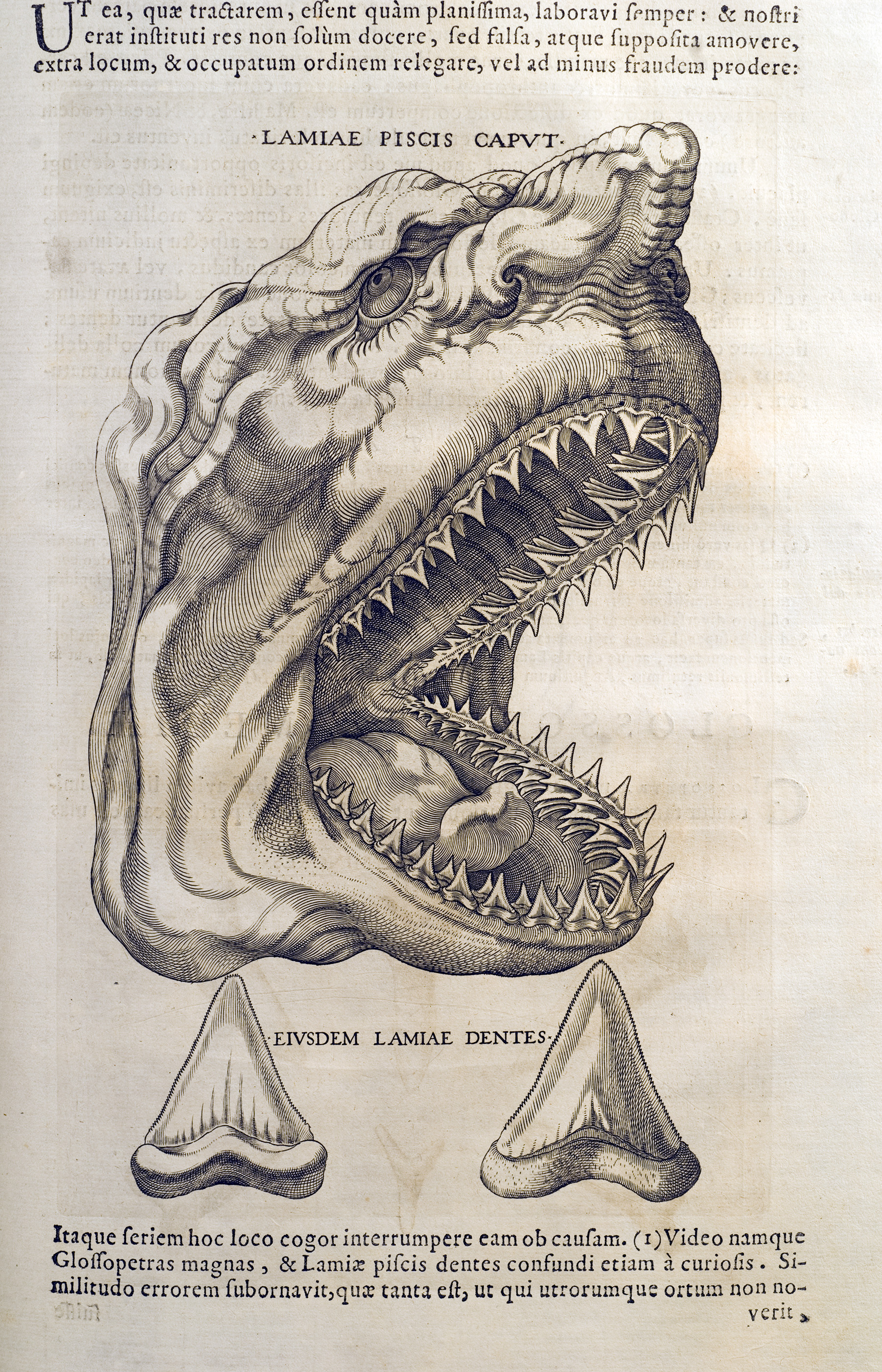 Incisione utilizzata da Niccolò Stenone per ilustrare la testa di squalo nell'opera Canis Carchariae Dissectum Caput (1667)